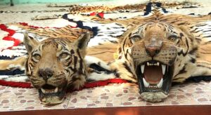 Mehr über den Artikel erfahren „Migrationswende“ vom Tiger zum Bettvorleger?