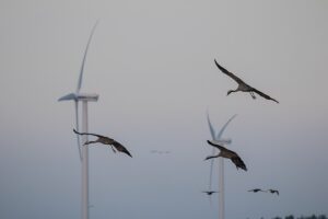 Mehr über den Artikel erfahren Irrsinn Windkraft 4: Waldschäden, Vogelmassaker und lokale Klimaänderungen