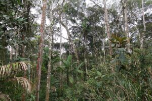 Mehr über den Artikel erfahren 100.000 Amazonasbäume gefällt, um Straße für UN-Klimakonferenz zu bauen